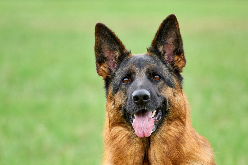 Вязка немецкой овчарки должна проводиться после полового созревания собаки