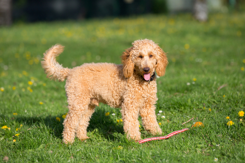 Владельцу важно контролировать, сколько длится беременность у пуделя