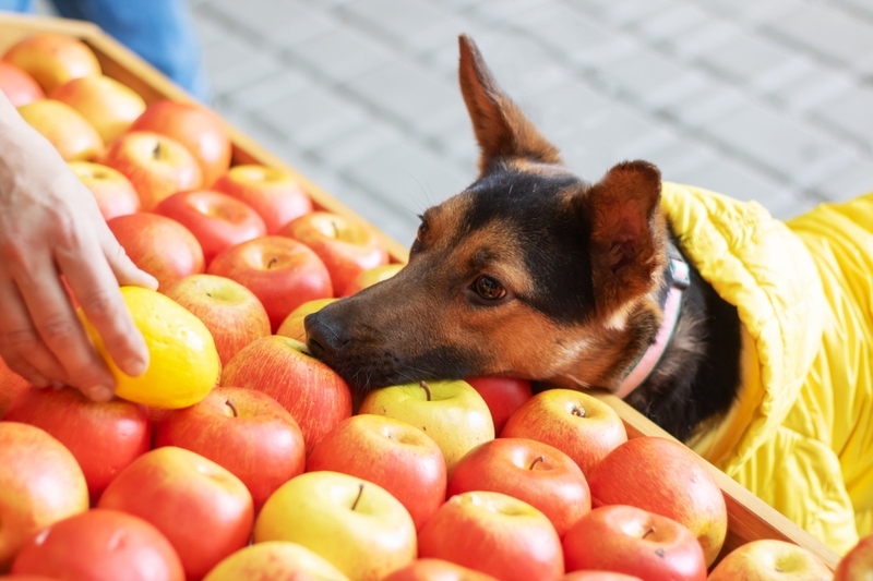 Сколько яблок давать собаке?
