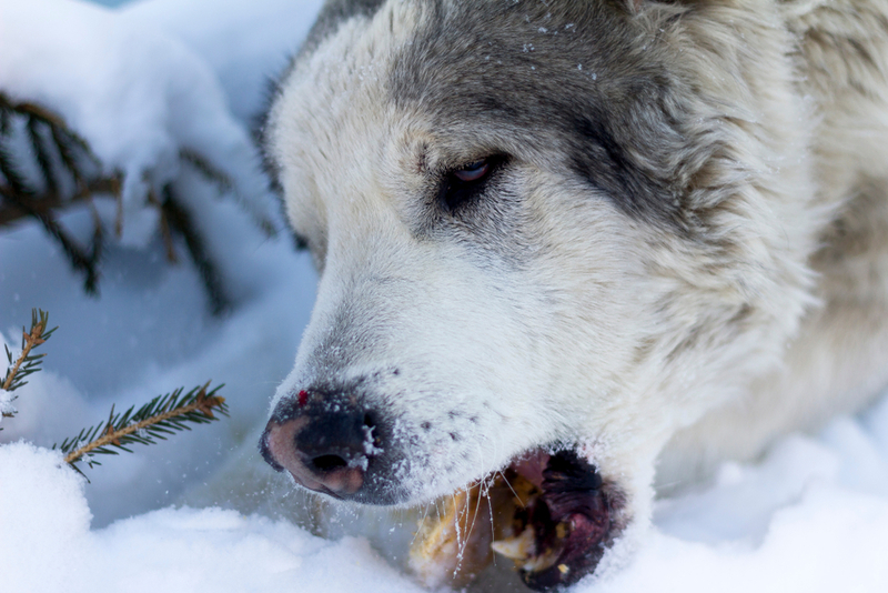 Рацион кастрированного алабая долен отличаться