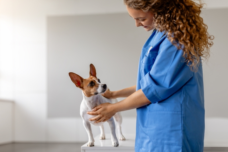 Собака может отравиться картофелем