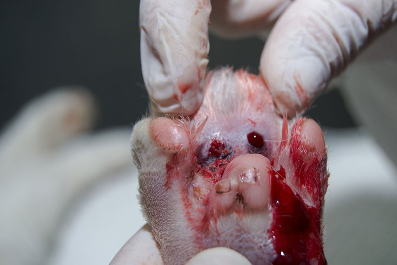 отек с гемотомой лапы кота, которого укусимла змея