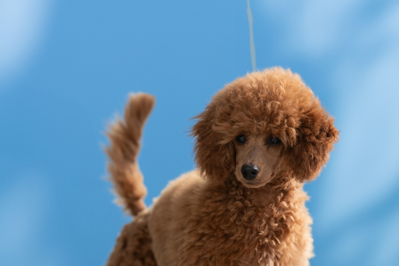 Той-пуделю с течкой нужен уход и присмотр