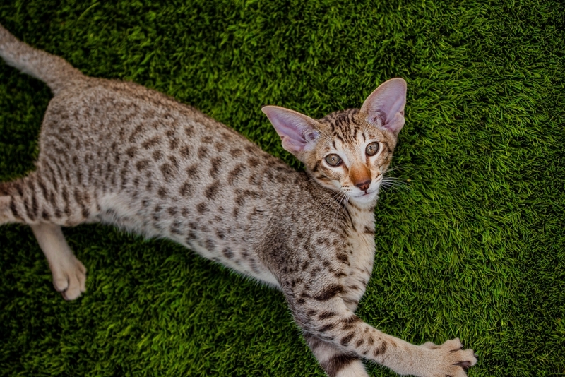 То, сколько прожила ориентальная кошка, можно сравнить с человеческим возрастом