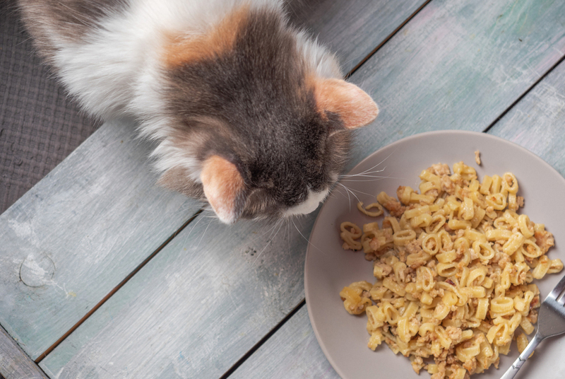 Можно ли кошкам давать макароны?