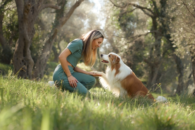 Перед вязкой бордер-колли знакомят заранее