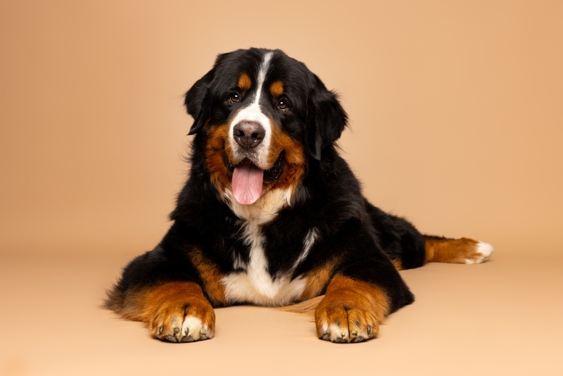 Рацион влияет на то, сколько весит бернский зенненхунд