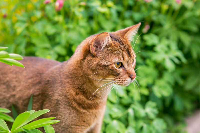 Сколько в норме живет абиссинская кошка?