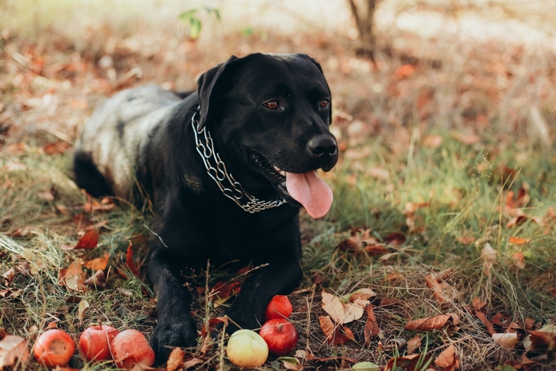 Собака с яблоками