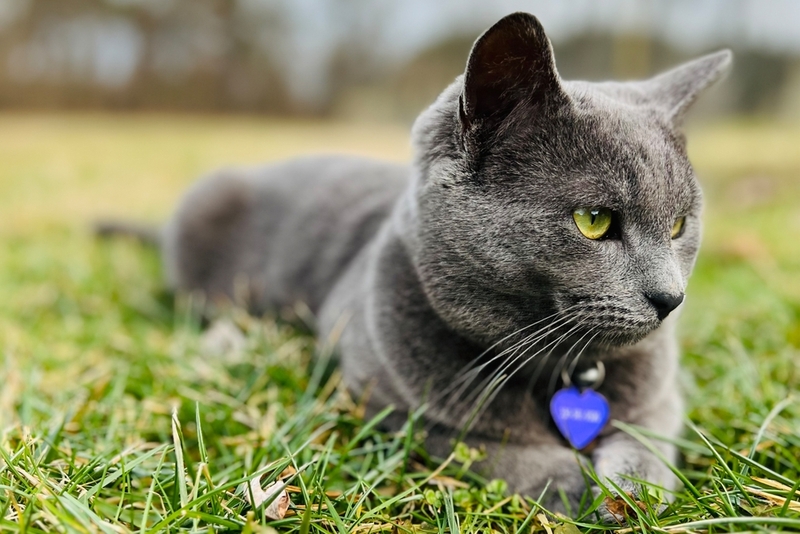 Гипотиреоз встречается у кошек нечасто