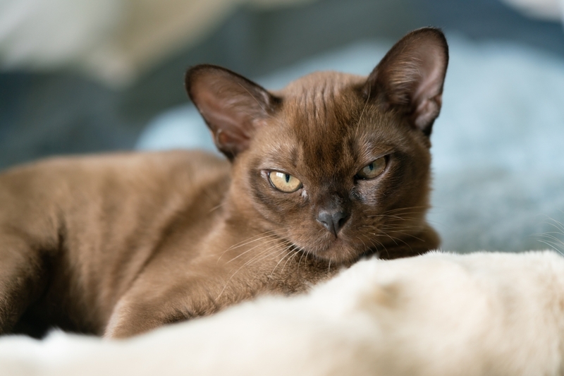 Атопический дерматит впервые проявляется у молодых кошек