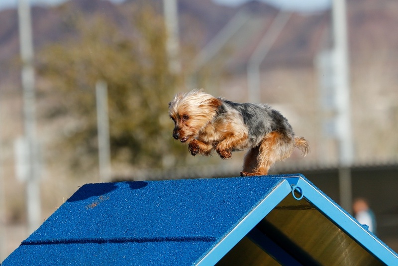 Важно следить, сколько весит йоркширский терьер