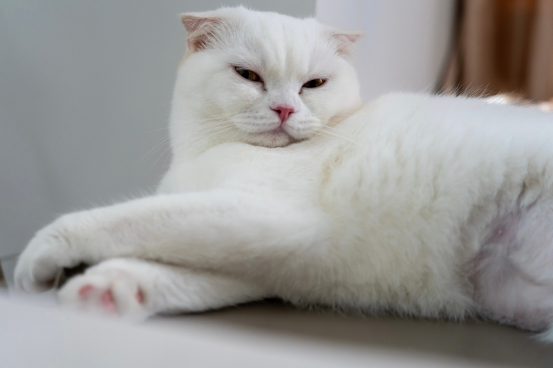 Какие клички для вислоухих котов-мальчиков «шотландцев» бывают?