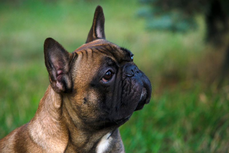 Первые недели беременности у французского бульдога не отличаются особыми симптомами