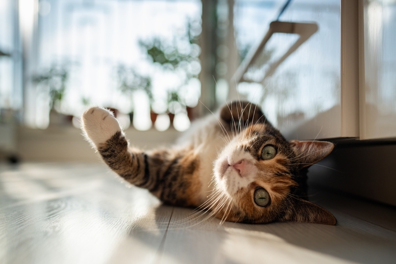 Сидром Горнера у кошек характеризуется поражением нервов