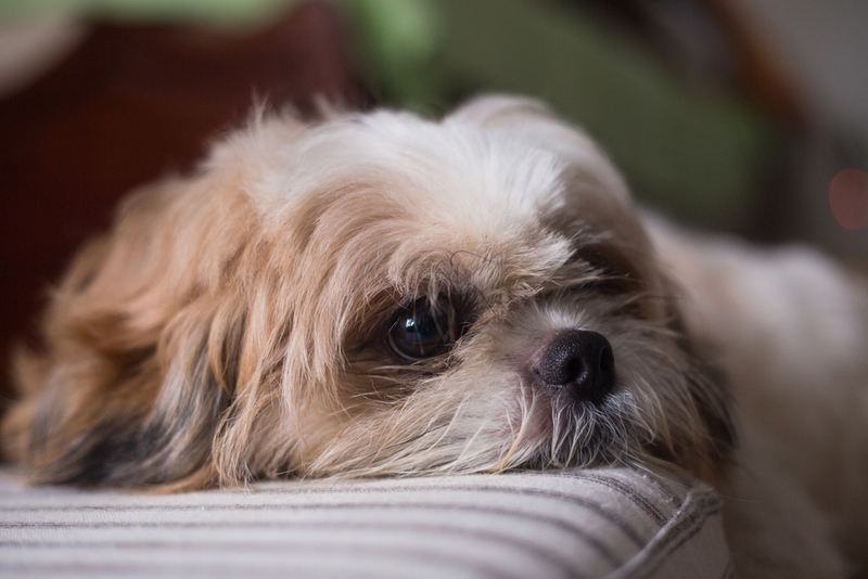 Что делать, если собака стала грустной?