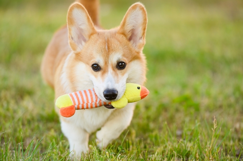 Первая течка у корги проходит примерно в 6 месяцев