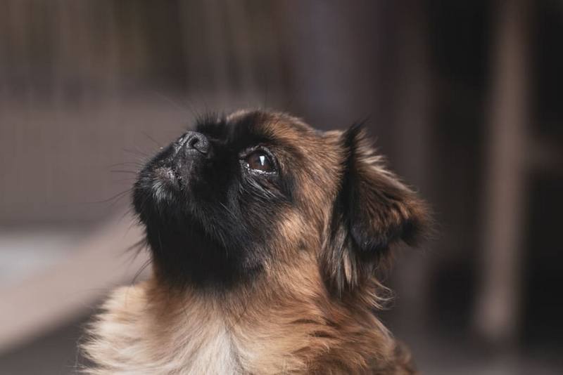 Вес пекинеса нужно контролировать