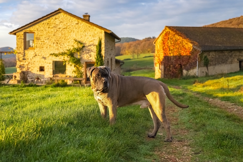 Вязку кане-корсо не стоит проводить в жару