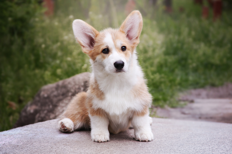 Саркоптоз у щенков проявляется теми же симптомами, что и у взрослых собак
