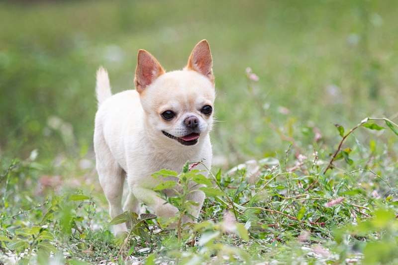 Перед вязкой чихуахуа надо сдать анализы