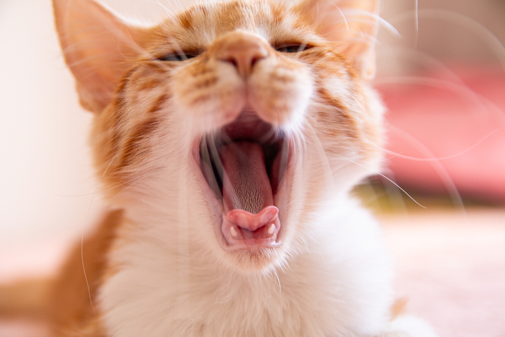 Шершавым язык у кошек может быть из-за ран