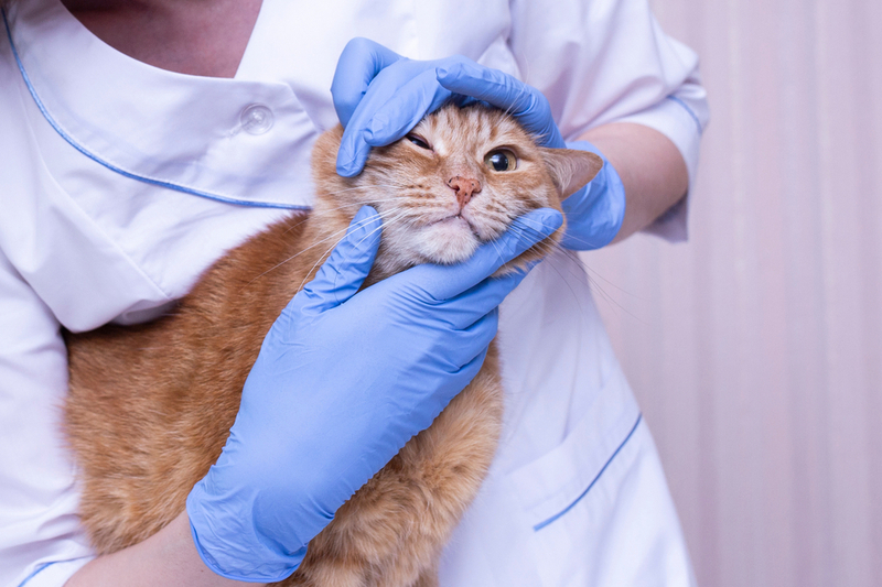 Возможны ли осложнения у косоглазой кошки?