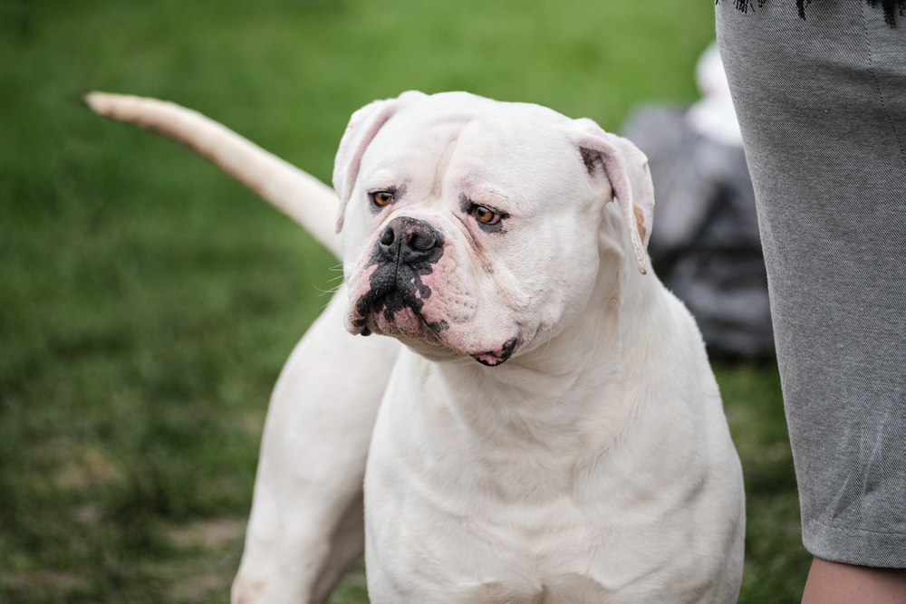 Порода аргентинский дог