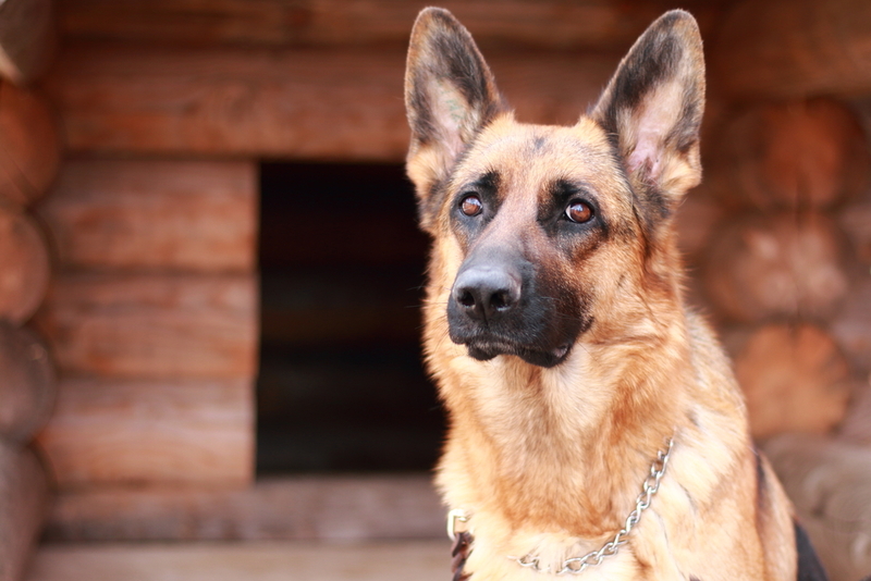 К вязке немецкой овчарки важно подготовиться