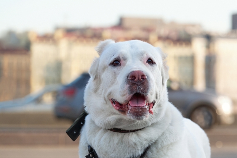 Долгое одиночество может сделать из алабая злую собаку