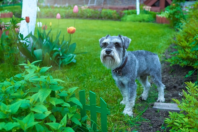 Цвергшнауцер – молосская собака небольшого размера