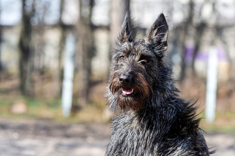 Серая собака овчарка