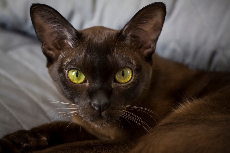 У бурманских кошек есть характерные болезни