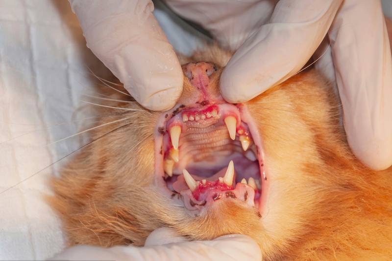 Стоматит у кошек: лечение, симптомы, фото болезни