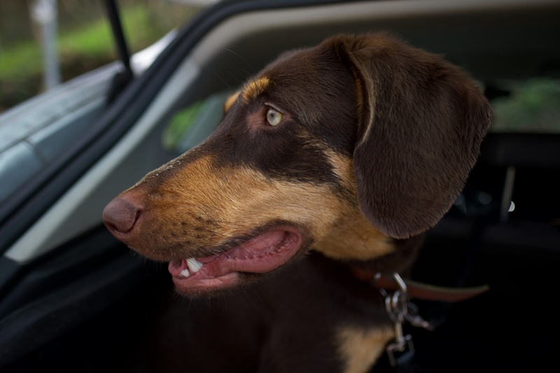 Имя добермана-мальчика может быть связано с окрасом