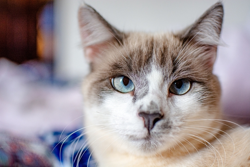 Каковы симптомы кератита у взрослых особей и котят?