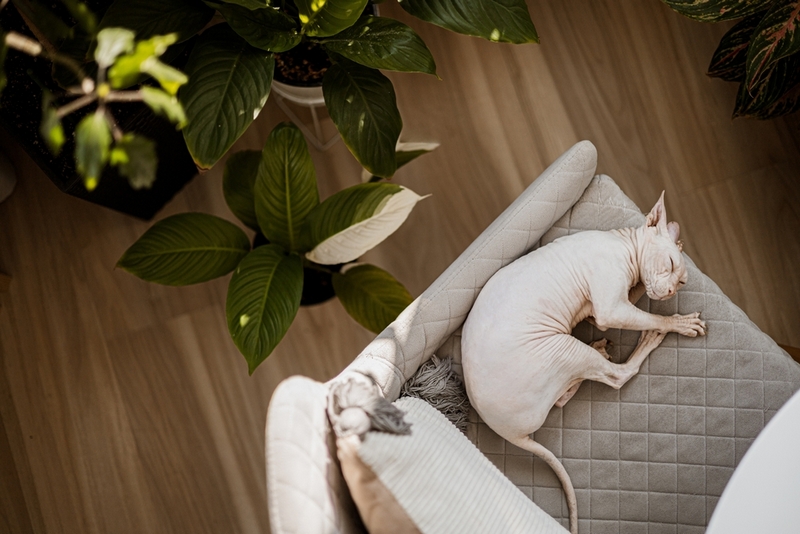 Беременность сфинкса можно разделить на несколько этапов