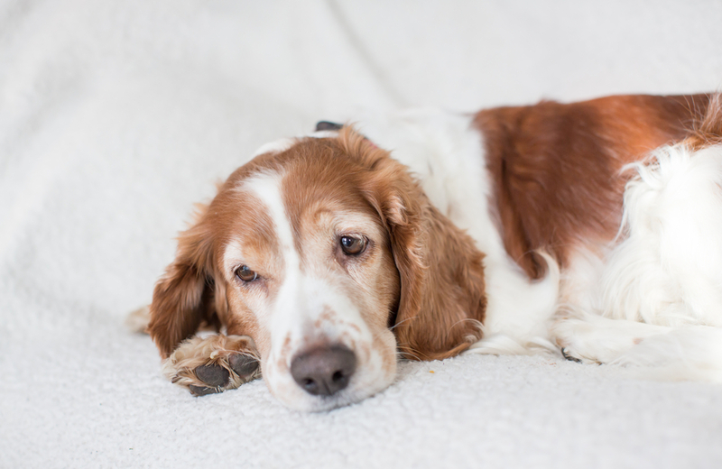 Синдром Кушинга у собак возникает из-за генетической предрасположенности