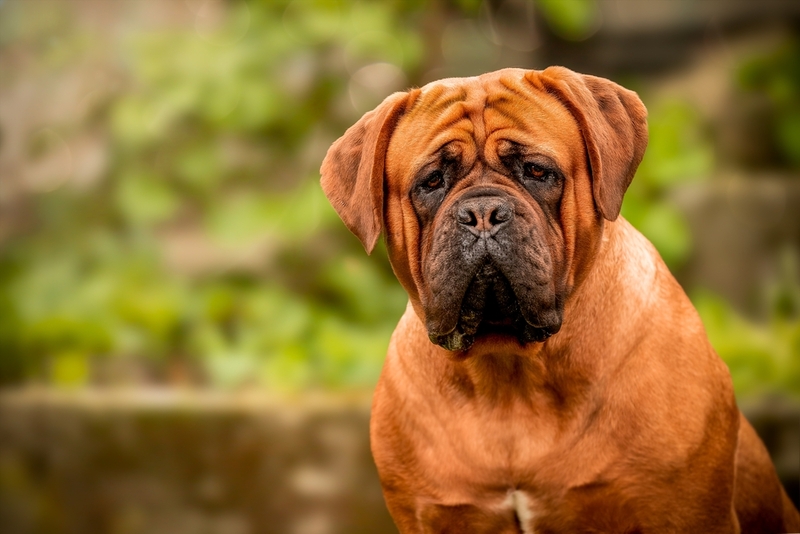 Бордосский дог – один из видов мастифов