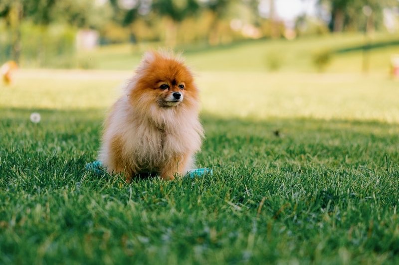 Какова внешность рыжих шпицев?