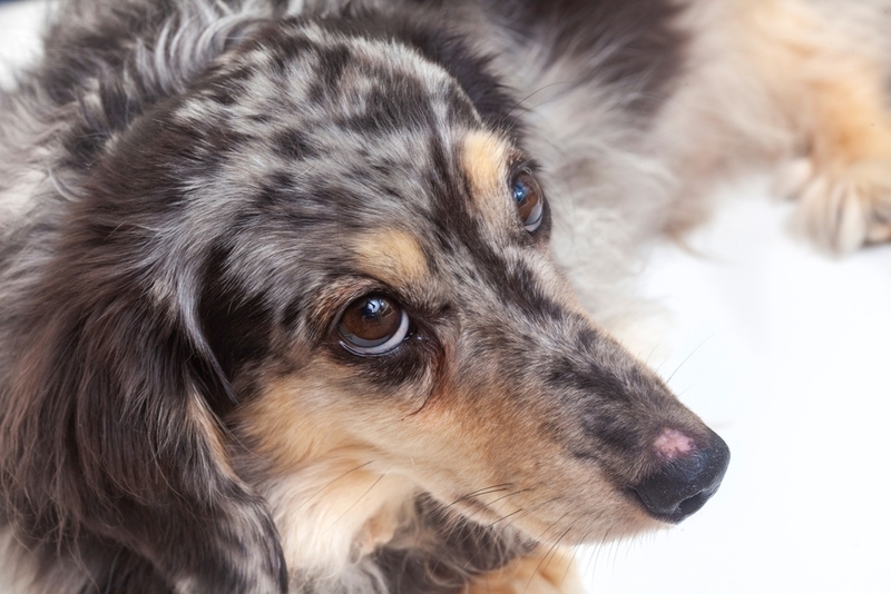 Симптомом сальмонеллеза у собак является истощение