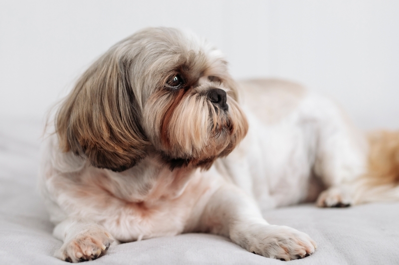 Перед вязкой ши-тцу обрабатывают от паразитов