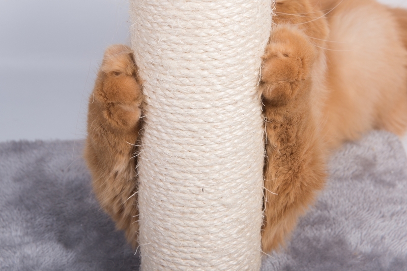 Кошка может метить предмет, об который точит когти 