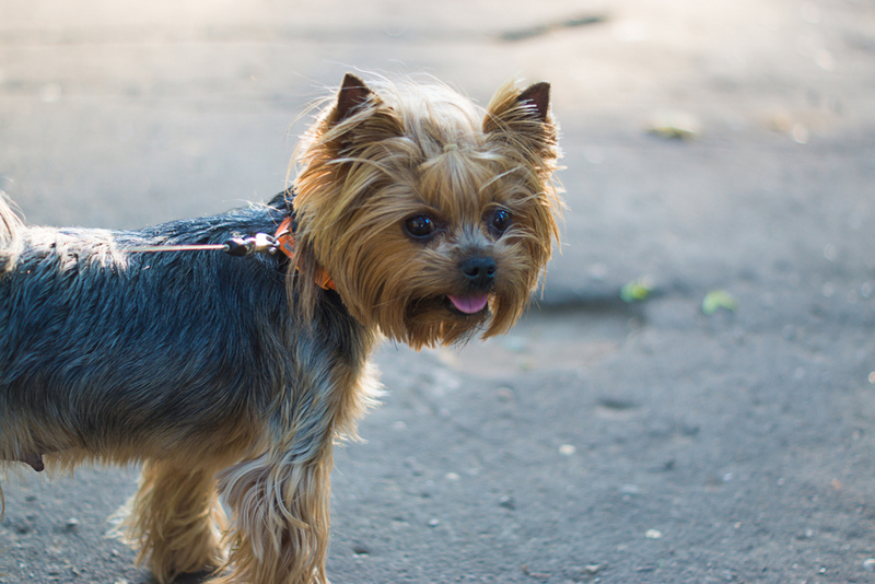 Перед вязкой йоркширского терьера нужно привить