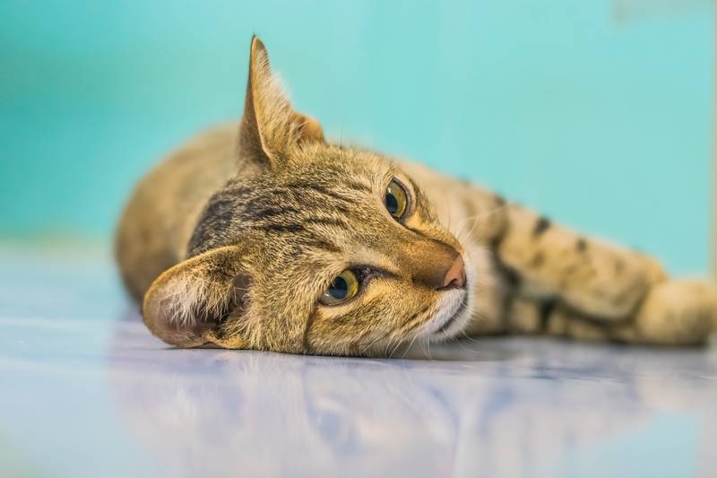 Лечение черепно-мозговых травм у кошек