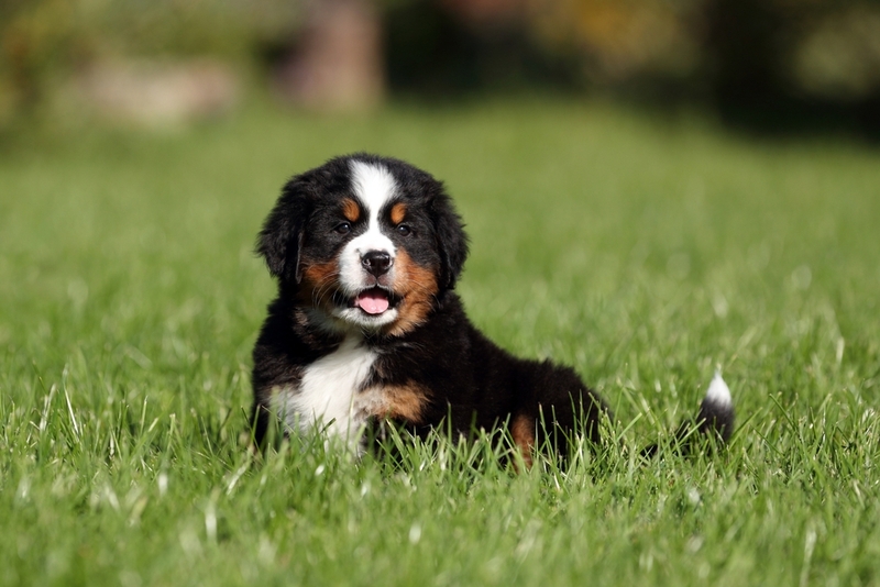 Продолжительность жизни бернского зенненхунда около 10 лет