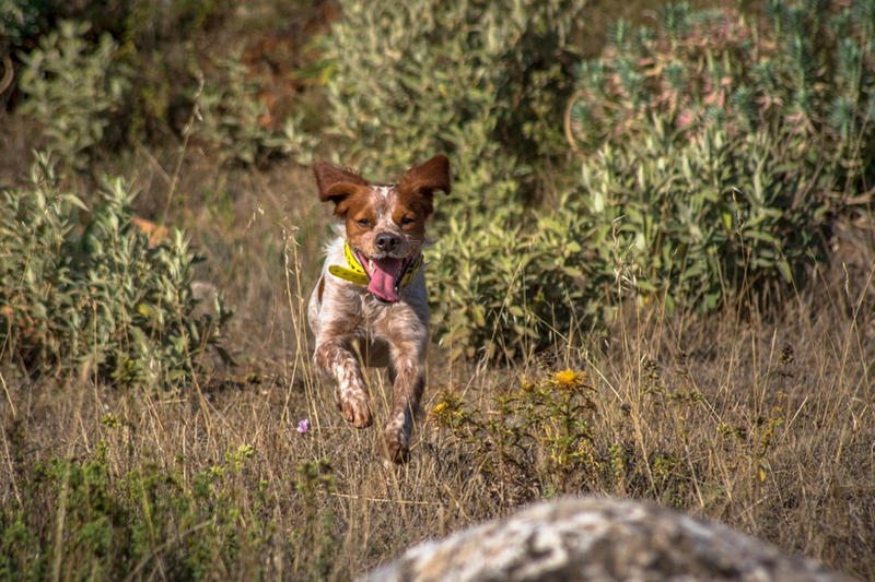Владельцу важно знать, сколько должна длиться течка у спаниеля