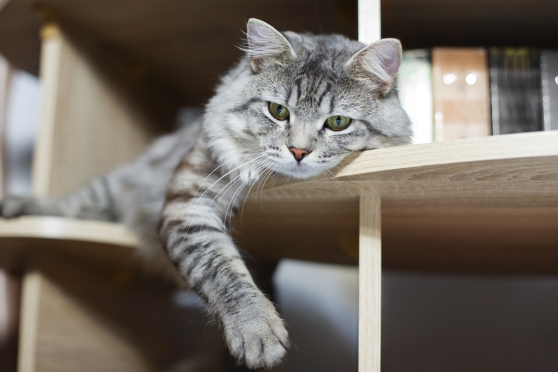 Болезни могут стать причиной того, что кошка метит