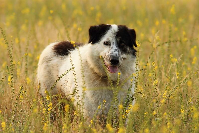 Румынская овчарка – пастушья собака