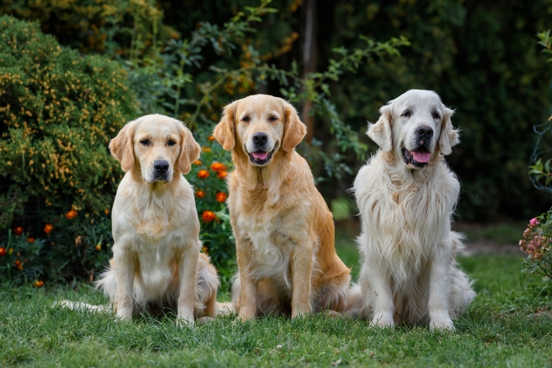Болезнь золотистого ретривера может быть связана с нарушением работы сердца